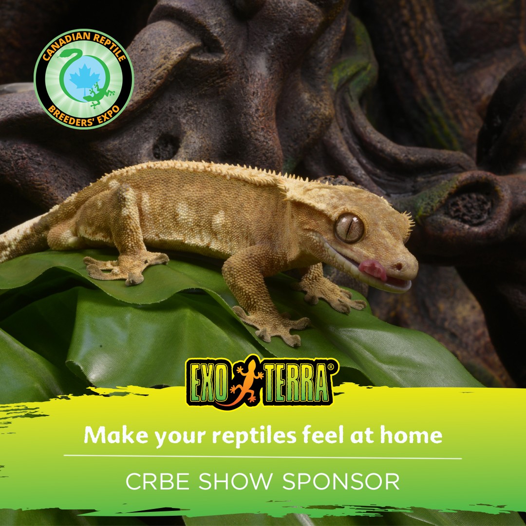 Over the years, @exoterrarussia  has become the market leader in reptile products for the natural terrarium. Visit their booth (470-472) to score some goodies, take a 📷 with @snapshotp1  or chat with our product specialist for all your 🦎 questions!

To this day, Exo Terra continues its tradition of developing innovative and creative products for the natural terrarium and its herpetofauna. This achievement was made possible because our philosophy of successful, continuous innovation has become a basic underlying commitment, a culture and an attitude.

By consulting with renowned herpetologists and breeders worldwide, and by being reptile hobbyists ourselves, we have been able to focus on the essential aspects of captive husbandry of reptiles and amphibians. Field studies and observations in captivity have contributed to our research and development process. 🐸

#reptileshow #reptileexpo #reptileinsta #reptilesofinstagram #reptilesofinsta #callyourreptiles #reptileshowoff #showoffyourreptile #reptilesfriends #torontoreptileshow #plants #terrarium #terrascaping #plant #tropicalplants #exoterra #reptilepet #reptilecare