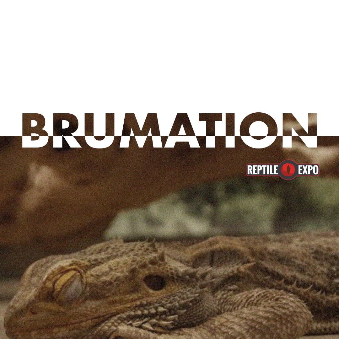 Is your reptile spending less time in the basking area and instead retreating to cooler areas of the enclosure, losing its appetite and sleeping for longer periods of time? 

Then it may be brumating (hibernating) time for your reptile! 
.
.
.
#brumating #reptileshibernation #coldblooded #hibernation #brumation #reptielcare #knowyourreptile #understandyourreptile #reptilefacts #wintercare #reptilewintercare #reptilesnature