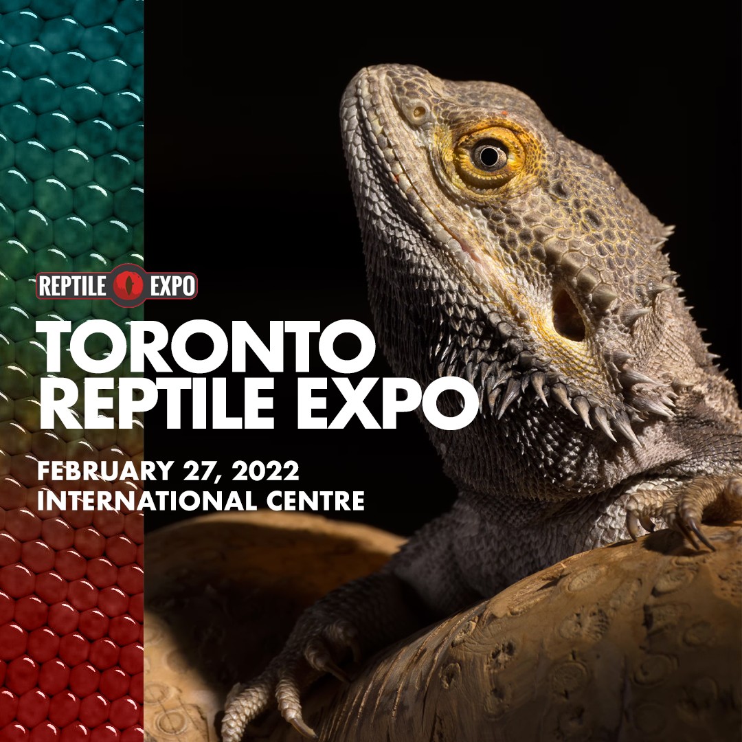 📣 NEW DATE ALERT! 

YOU'RE HEARING IT HERE FIRST! OUR REPTILE EXPO IS ON 🐢🎊

A lot of you have been asking when the next expo is and we have the answers for you:

🗓 Sunday, February 27
📍 Hall 4 International Centre
⏰ 9am to 4pm

What are you most excited about?

Click the link in bio to purchase your tickets today!
.
.
.
#reptileshow #reptileexpo #reptileinsta #reptilesofinstagram #reptilesofinsta #callyourreptiles #reptileshowoff #showoffyourreptile #reptilesfriends #torontoreptileshow