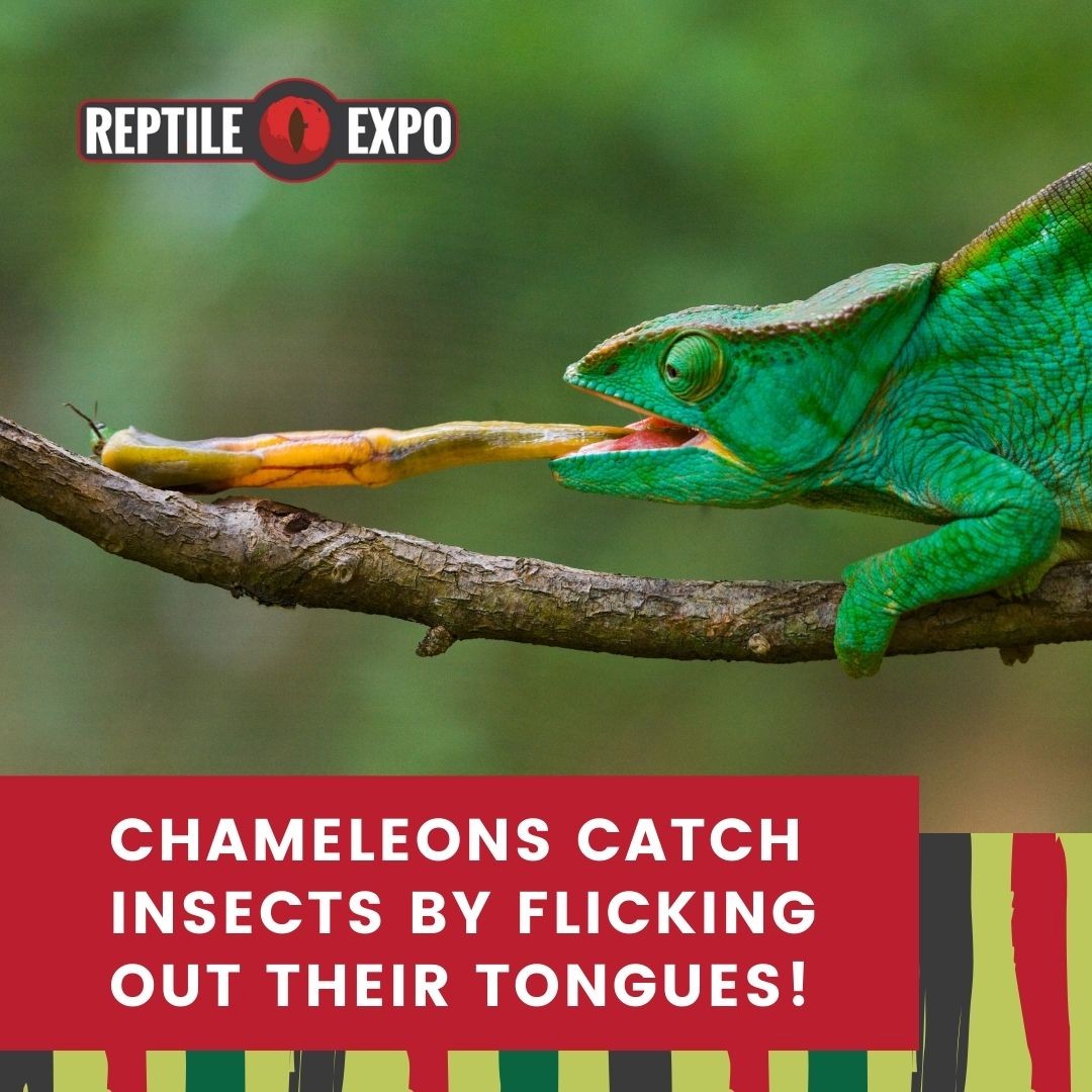 See how chameleons flick out their tongues to catch insects!

#reptileshow #reptileexpo #reptiles #torontoexpo #torontoreptileshow  #reptileinsta #lizard #reptilesofinstagram #reptilesofinsta #callyourreptiles #reptileshowoff #showoffyourreptile #reptilesfriends #anole #chameleon