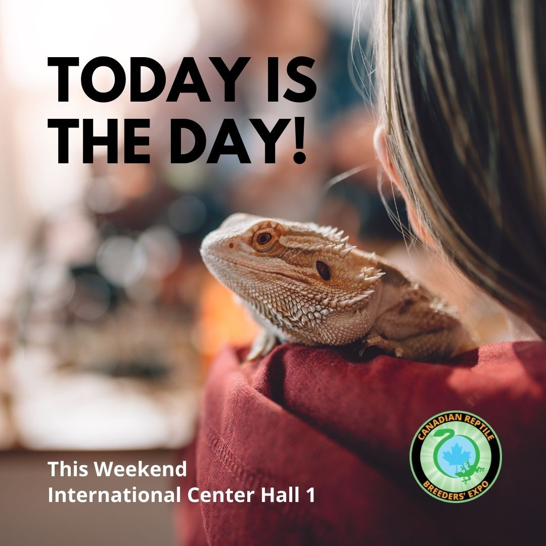 🎉 Today is the day! You will have an amazing time this weekend! ✨

Still plenty of time to grab e-tickets online or snag a ticket at the door 🦎🐢🐸🐍

We can’t wait to see you all!!!

⏰ Doors open at 10 am
📍 The International Centre, Hall 1
🚙 On-site parking is available for FREE!

🎫 TICKETS ON SALE NOW 🎫
👉Check the link in the bio！

#reptileexpo #weloverepitleexpo #ilovereptileexpo #letsgotothereptileexpo #snakes #reptiles #geckos #beardeddragons #toronto #ontario #ontarioexpo #ontarioreptileexpo #plants #reptilelover #reptilelovers #frogs