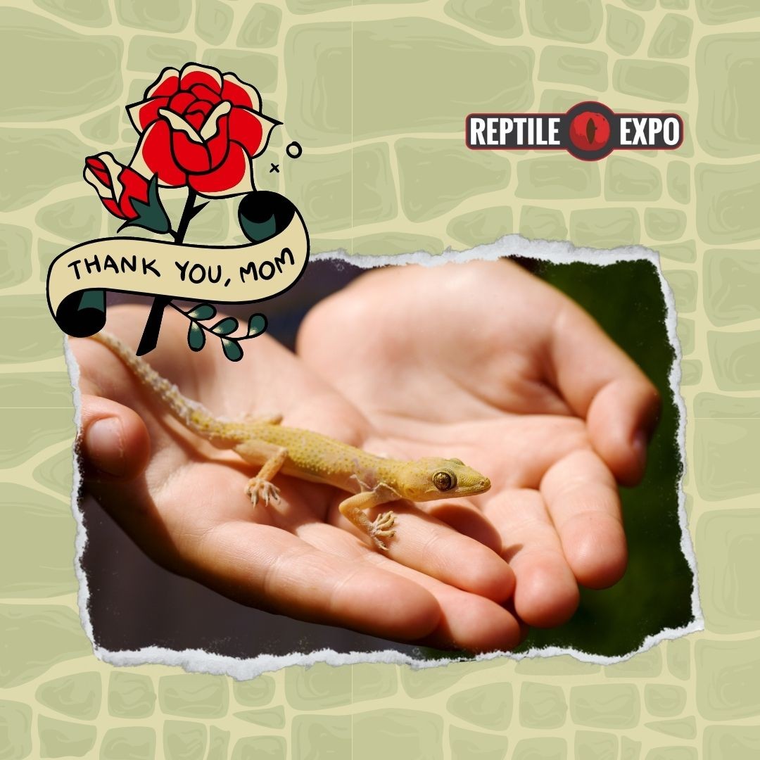 💐 Happy Mother's Day!

Toronto Reptile Expo wishes all pet moms a happy, safe and wonderful Mother's Day because pets are family!

"Thank you mom for feeding me and giving me a beautiful home" - a little thank you letter from the gecko🦎. 

#mothersday #happymothersday #thankyoumom ##weloveexhibitions #reptileshow #reptileexpo #reptileinsta #reptilesofinstagram #reptilesofinsta #callyourreptiles #reptilesfriends