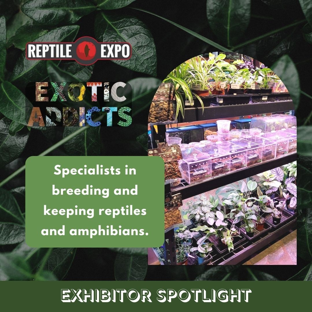Exotic Addicts is an exotic animal breeding and pet store founded by Jonathan, an enthusiastic entrepreneur.

Jonathan's passion for reptiles and amphibians led him to share his passion with the general public. To do so, he started by breeding animals, then he opened his specialized store in January 2021.

Check out their booth at the May 29th Toronto Reptile Expo to adopt a specialty pet, find specialized products and receive advice from their experts!

Exhibitor: 
@exotic.addicts 

🗓 May 29, 2022
📍 The International Centre, Hall 1

❗️TICKETS ON SALE NOW❗️
👉Check the link in the bio！

#reptileshow #reptileinsta #reptilesofinstagram #reptilesofinsta #callyourreptiles #reptileshowoff #showoffyourreptile #reptilesfriends #reptilelover 
#reptilepet #reptilefriend  #torontoexpo #welovereptiles #reptilesrcool #reptilesarecool #charlenescresties #crestedgeckos #geckos #reptiles  #crestiesofinstagram  #reptilekeeper #geckobreeder