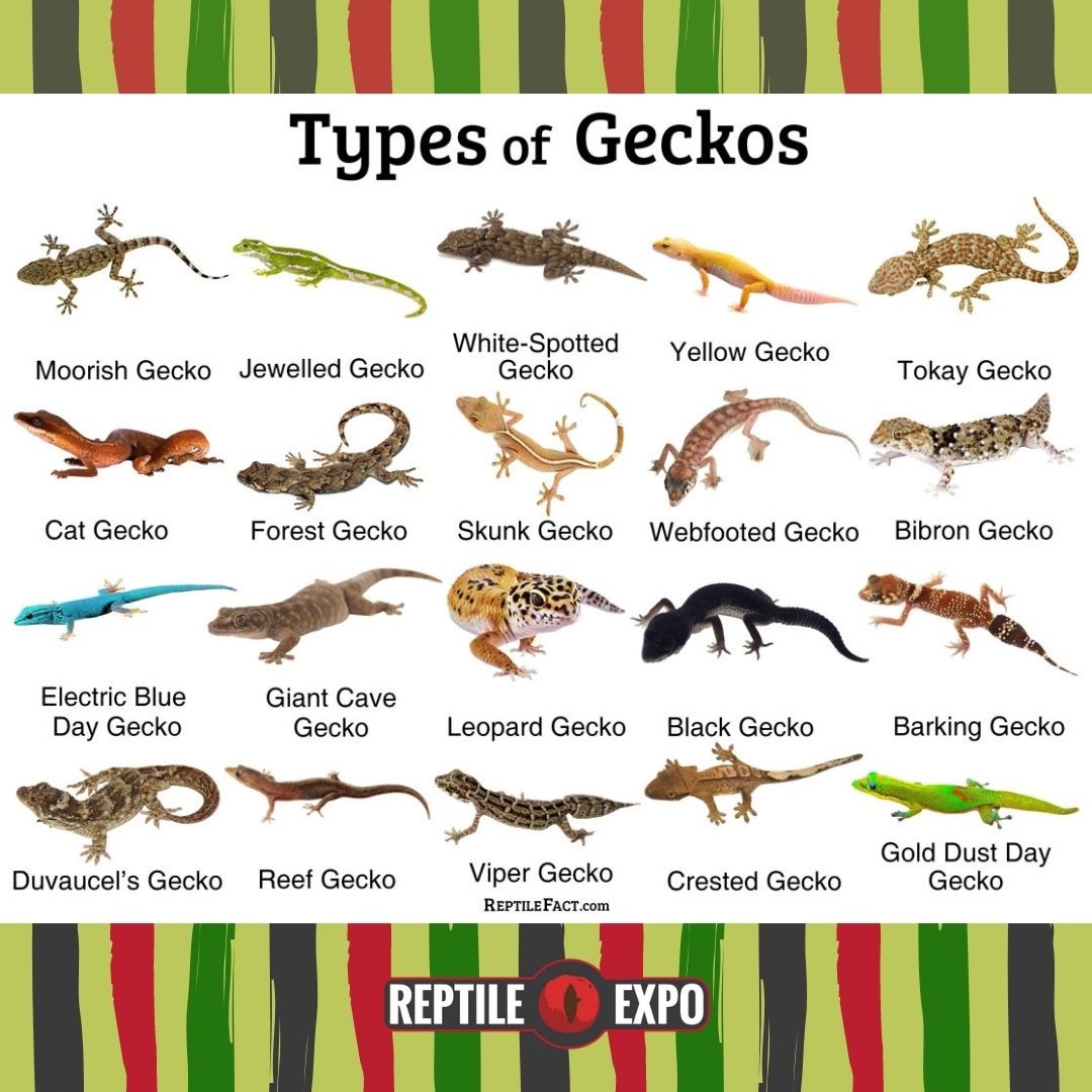 Geckos are basically lizards, characterized by a long tail and four legs with adhesive toe pads. These pads help them move easily on various surfaces. They shed their skin and consume that subsequently. Some geckos are kept as pets for their interesting coloration.

Do you have a pet gecko? 

Learn all about these fantastic lizards straight from the experts at the May 29 Toronto Reptile Expo!

🗓 May 29, 2022
📍 The International Centre, Hall 1

❗️TICKETS ON SALE NOW❗️
👉Check the link in the bio！

#reptileshow #reptileexpo #reptiles #torontoexpo #torontoreptileshow  #reptileinsta #lizard #reptilesofinstagram #reptilesofinsta #callyourreptiles #reptileshowoff #showoffyourreptile #reptilesfriends #anole #gecko