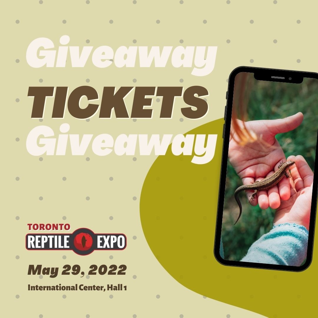 🏆 TICKETS GIVEAWAY for our May 29 Expo!!

With less than two weeks left until the expo, nothing is better than celebrating with a giveaway!😝😝

HOW TO ENTER⬇️:
✅ DM/Comment a picture of your family's pet reptile and tell us why your pet reptile suit your family best. 
If you do not currently own a reptile pet, which do you think would be the best for you?
(FB)

You have 5 days to submit your photos and we will announce the winner on May 20(Fri), 2022!

🎉🎊Goodluck🎉🎊

#giveaway #prizegiveaway #prizecontest #contest #submitphotos 
#stpatricksday 
#reptileexpogiveaway #expogiveaway #goodluck #reptilesofinstagram #reptileshow #reptileexpo #reptiles #torontoexpo #torontoreptileshow  #reptileinsta