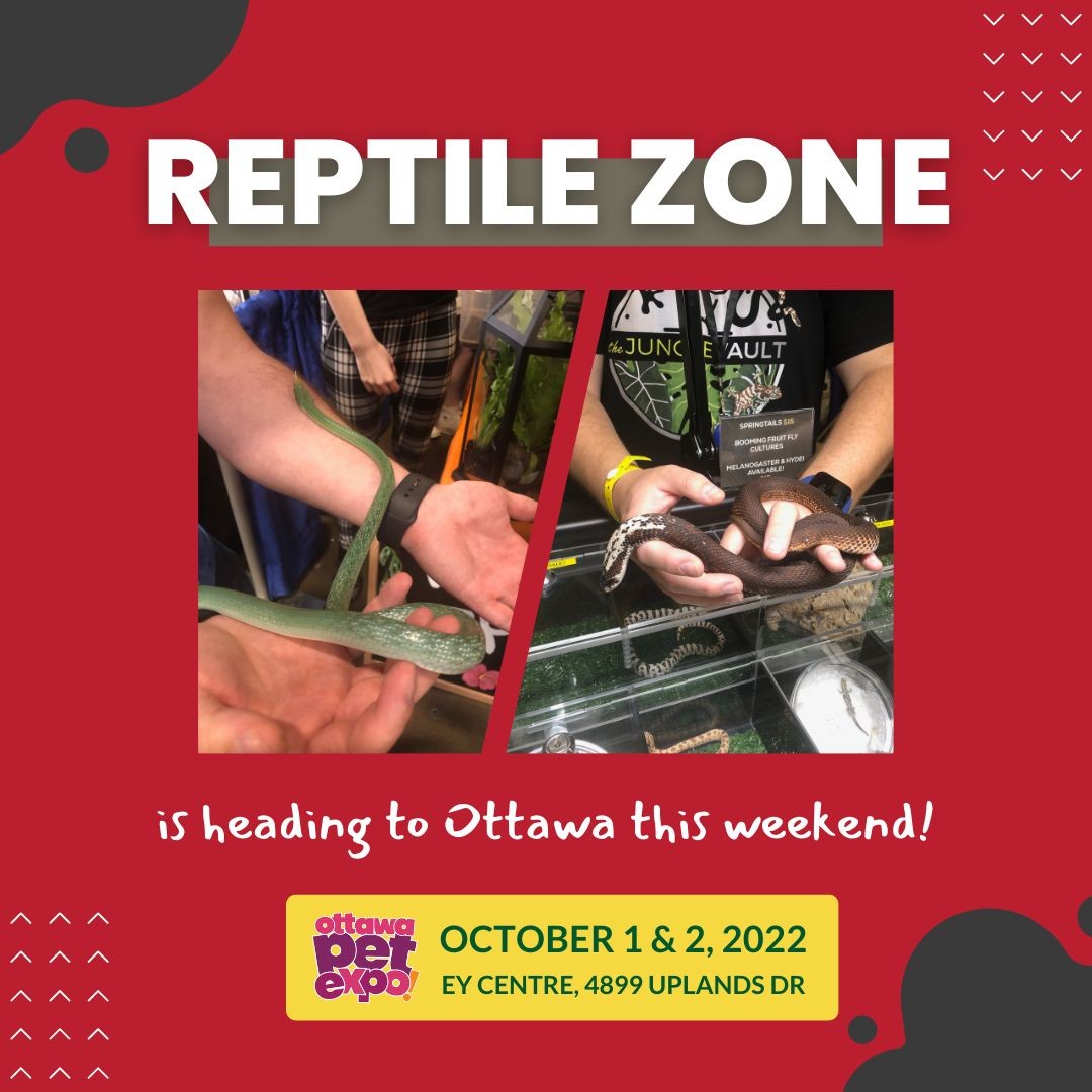 😄 Go! Go! Go! This weekend, the CPE family is heading to Ottawa with a nice group of reptile vendors!

🦎 The best place for you to be educated by some the leading curators of the fascinating animals and engage with others who share the passion 🎉✨

🗓 Sat & Sun, Oct. 1-2
📍 EY Centre

🎫 TICKETS ON SALE NOW 🎫
👉Check the link in the bio 

#ottawa #myottawa #igersottawa #ottcity #downtownottawa #ottawaphoto #petsagram #reptileshow #reptileexpo #reptileinsta #reptilesofinstagram #reptilesofinsta #callyourreptiles #reptileshowoff #showoffyourreptile #reptilesfriends #torontoreptileshow