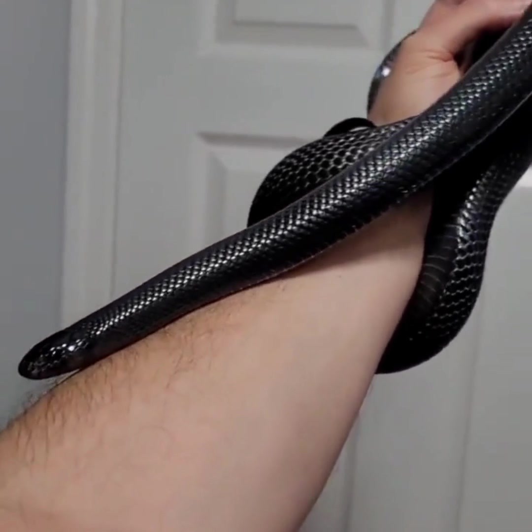 🐍 Who doesn't love the pure black shiny scales of the Mexican Black King Snake? 🖤

Show this beauty some love and find your own MBK at the next Toronto Reptile Expo, February 23, 2023 - also featuring The Plant Expo! 

🗓 Sunday, February 26
📍 International Centre Hall 1
⏰ 10 am to 4 pm

🎫 BUY TICKETS ON👉
https://reptileexpo.ca/

🎫 BUY TICKETS ON👉
👉Check the link in the bio！

#reptileexpo #weloverepitleexpo #ilovereptileexpo #letsgotothereptileexpo  #reptiles #reptile #ontarioexpo #ontarioreptileexpo #reptilelover #reptilelovers 
#snakes