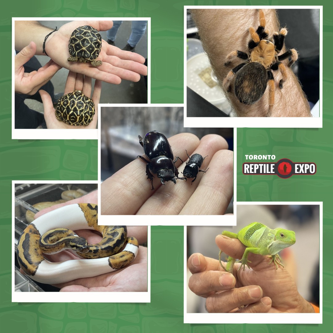 Just a few of the incredible animals available today! 🤩

There are a TON of vendors here today ready to send you home with a new friend! 🐍🦎🐢🕷️🪲

🗓 Sunday, February 26
📍 International Centre Hall 1
⏰ 10 am to 4 pm

🎫 BUY TICKETS ON👉
👉Check the link in the bi

#reptileexpo #weloverepitleexpo #ilovereptileexpo #letsgotothereptileexpo #ontarioexpo #ontarioreptileexpo #reptilelover #reptilelovers #reptile #reptiles #rareplants #houseplants #tropicalplants #indoorplants #indoorgarden #plantcollection #plantcollector #torontoplantshop #plantmarket #plantexpo #aquascaping #landscaping #garden