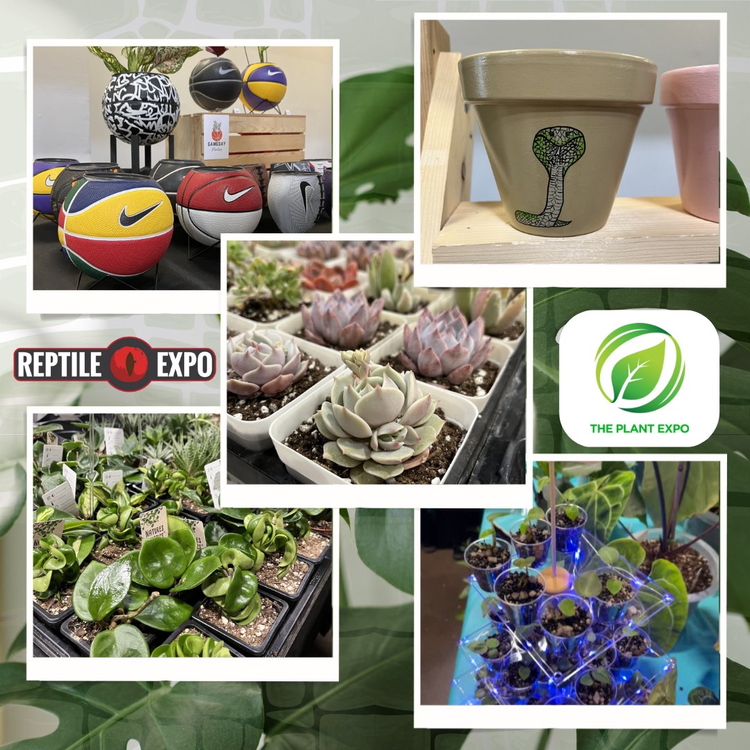Our plant expo is growing wild! 🌿🪴

We have some truly incredible plant vendors here today, be sure to stop by and bring home a new plant (or 2 or 3, we won't judge!)😜😉

Let your green thumb shine! 👍

🗓 Sunday, February 26
📍 International Centre Hall 1
⏰ 10 am to 4 pm

🎫 BUY TICKETS ON👉
👉 Click the link in bio!

#reptileexpo #weloverepitleexpo #ilovereptileexpo #letsgotothereptileexpo #ontarioexpo #ontarioreptileexpo #reptilelover #reptilelovers #reptile #reptiles #rareplants #houseplants #tropicalplants #indoorplants #indoorgarden #plantcollection #plantcollector #torontoplantshop #plantmarket #plantexpo #aquascaping #landscaping #garden